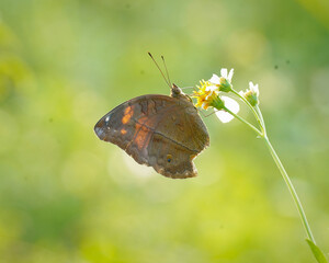 butterfly on a green leaf