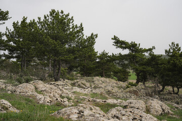 Trees and rocks in the wilderness of Turkey. 