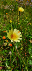 Arctotheca calendula - The Cape Daisy