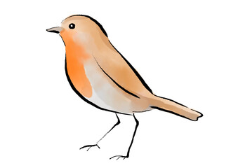 Lovely litle robin by water-color paint