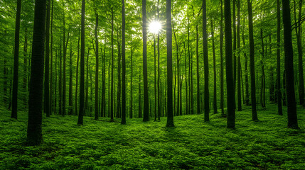 Obraz premium Verdant forest view featuring tall trees and a sunburst in the distance creating a peaceful and immersive natural scene