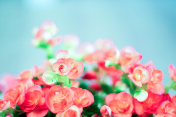 Pink and Orange Begonia Flowers in Full Bloom with Green Leaves