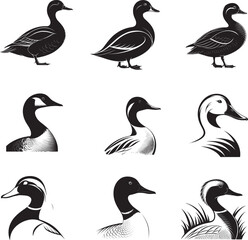 Fototapeta premium duck vector file