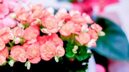 Pink and Orange Begonia Flowers in Full Bloom with Green Leaves