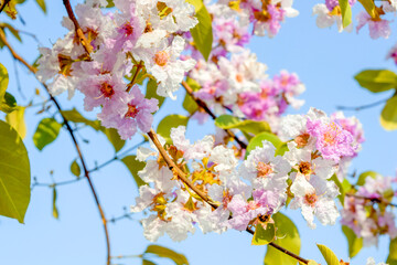 Beautiful Lagerstroemia speciosa flowers blooming on tree branch with blue sky background in summer