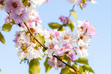 Beautiful Lagerstroemia speciosa flowers blooming on tree branch with blue sky background in summer