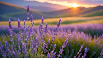 Fototapeta premium Lavender Field Blooming at Sunset in Rolling Hills
