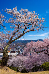 Naklejka premium 長野県 春日公園 桜満開の風景