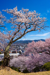 Naklejka premium 長野県 春日公園 桜満開の風景