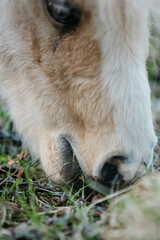Fototapeta premium Pony and mini horse eat hay outside in spring