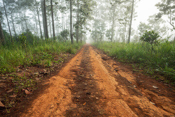 Landscape of gravel road in countryside with fog. Road in rainy season. Side view of dirt road in forest. road background.