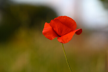 Obraz premium Bright red poppy stands tall against a blurred green backdrop during a sunny afternoon in a tranquil meadow