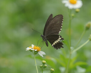butterfly on a flower