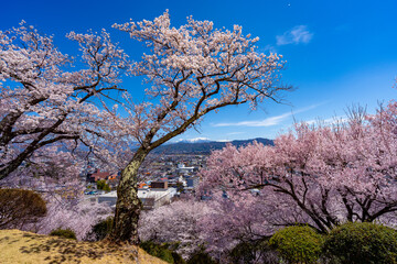 Naklejka premium 長野県 春日公園 桜満開の風景