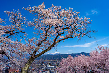 Naklejka premium 長野県 春日公園 桜満開の風景
