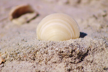 seashell on sand