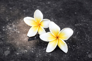Lonely plumeria on grunge concrete floor