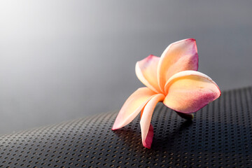 Lonely plumeria on grunge concrete floor