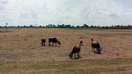 Buffaloes Grazing in Dry Rural Field