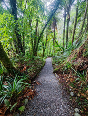 Fototapeta premium View at the forest over Punakaiki in New Zealand