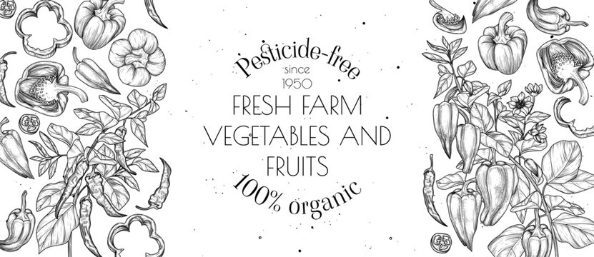 Vector frame of vegetable. Pepper and chili pepper on a branch with a leaf, half, slice and piece. Template organic farming. Grocery store card. Healthy food brochure. Products of proper nutrition