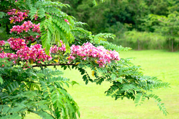 Cassia Grandis Tree with Pink Flowers in Bloom, Tropical Garden Beauty