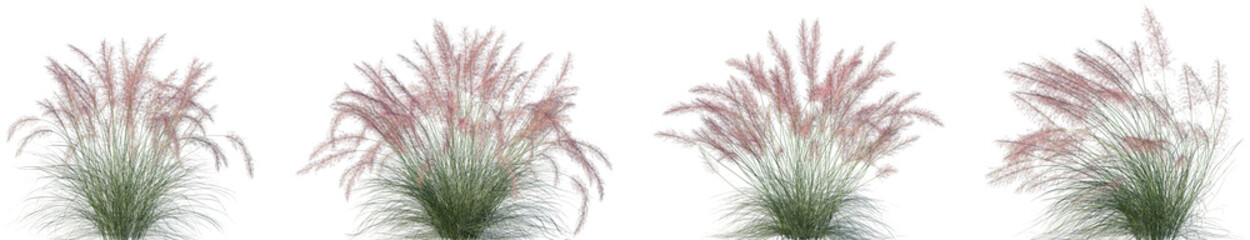 Set of Muhlenbergia capillaris (commonly known as the hairawn muhly) isolated frontal png on a...