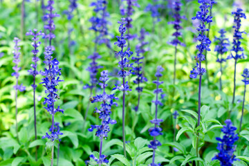 Obraz premium Blooming Purple Salvia Flowers in Garden – Soft Focus Background