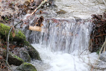 Bach im Wald