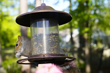birds, feeder, spring, seeds, feeding, nature, avian, wildlife, birdwatching.