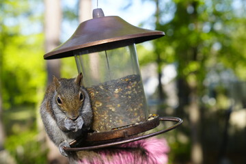 Naklejka premium birds, feeder, spring, seeds, feeding, nature, avian, wildlife, birdwatching.