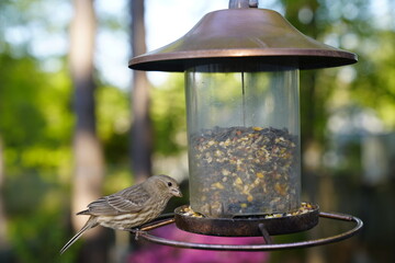 birds, feeder, spring, seeds, feeding, nature, avian, wildlife, birdwatching.