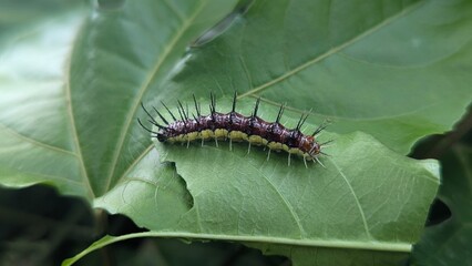 caterpillar on a leaf