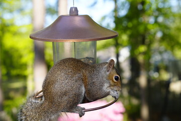 birds, feeder, spring, seeds, feeding, nature, avian, wildlife, birdwatching.