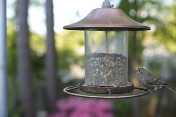 birds, feeder, spring, seeds, feeding, nature, avian, wildlife, birdwatching.