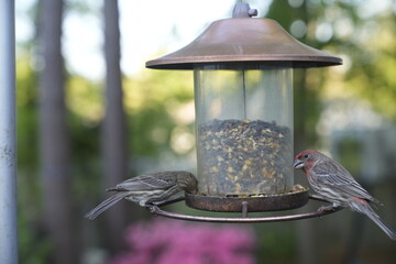 birds, feeder, spring, seeds, feeding, nature, avian, wildlife, birdwatching.