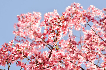 Cherry Blossoms in Full Bloom on a Sunny Spring Day
