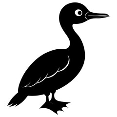 black and white duck