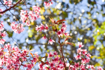 Cherry Blossoms in Full Bloom on a Sunny Spring Day
