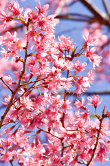 Beautiful cherry blossom trees in full bloom under a clear blue sky on a sunny spring day. Soft pink petals, vibrant natural colors, and a peaceful seasonal atmosphere