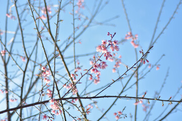 Beautiful cherry blossom trees in full bloom under a clear blue sky on a sunny spring day. Soft pink petals, vibrant natural colors, and a peaceful seasonal atmosphere
