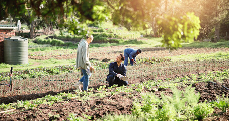 Farming, inspection and crops with people in nature for agriculture, plant field research or quality assurance. Sustainability specialist, growth or environment with farmer in countryside for harvest