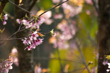 Beautiful cherry blossom trees in full bloom under a clear blue sky on a sunny spring day. Soft pink petals, vibrant natural colors, and a peaceful seasonal atmosphere
