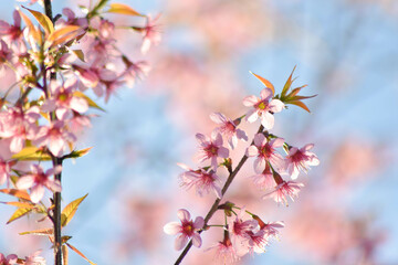 Obraz premium Beautiful cherry blossom trees in full bloom under a clear blue sky on a sunny spring day. Soft pink petals, vibrant natural colors, and a peaceful seasonal atmosphere