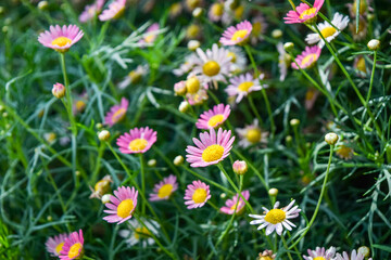 Fototapeta premium Field of Pink Marguerite Daisies in Bloom with Soft Bokeh Background