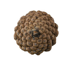 pine cone png