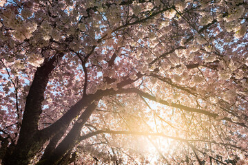 Morning sun shining through branches of a cherry blossom tree in full bloom © PNPImages