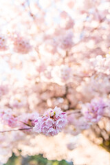 Pink cherry blossom in spring