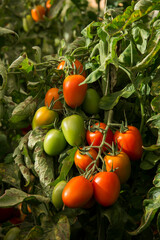 bunch of organic ripe and unripe tomatoes in plantation