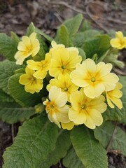 
Very beautiful yellow primroses. Garden primroses, spring beauty.